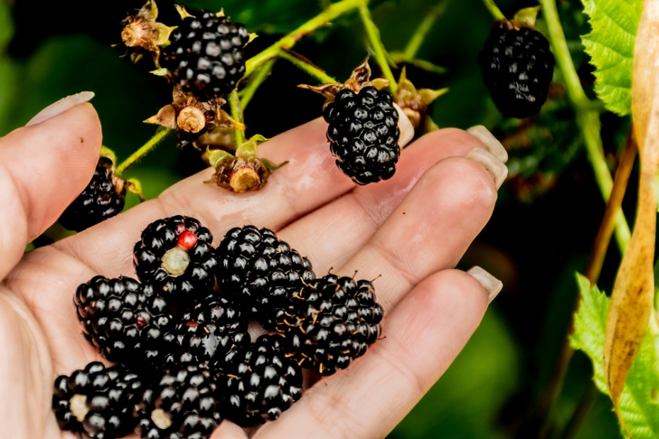    Shutterstock/FOTODOM