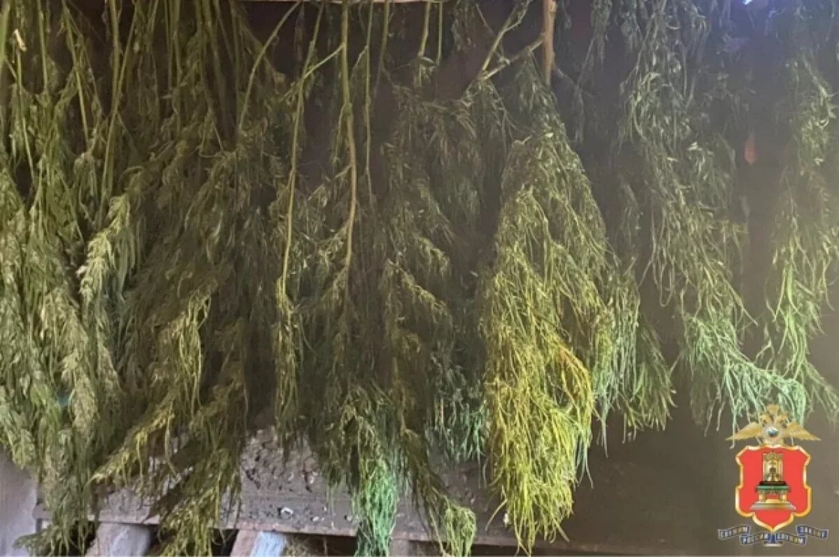    В Тверской области мужчина «только для себя» высадил плантацию конопли