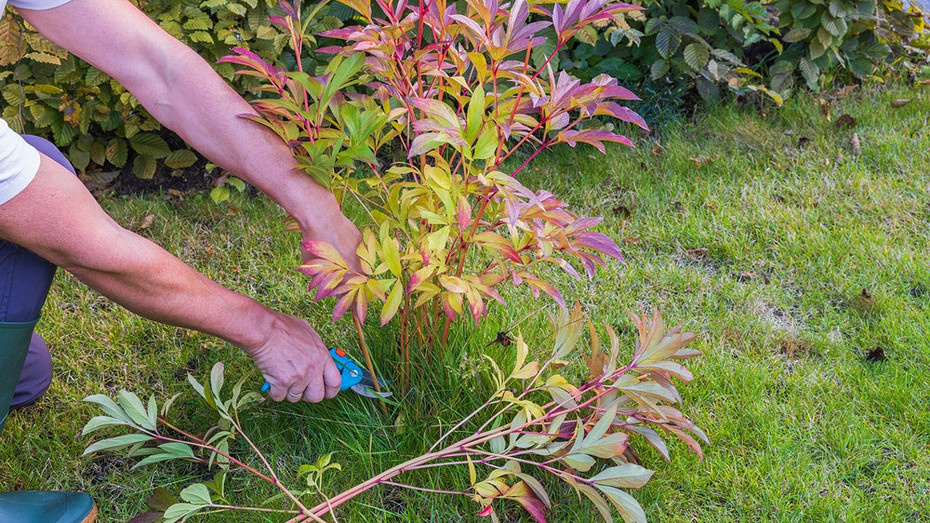 ShutterStock/Fotodom.ru