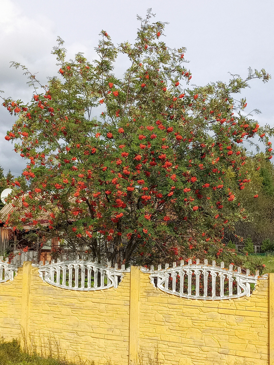  Рябиновые гроздья алого цвета оживляют пасмурный день. 
