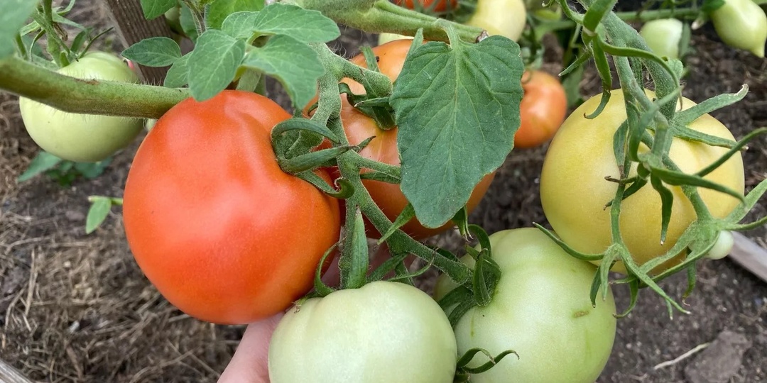 Томаты-работяги: 5 сортов томатов, которые стабильно дают отличный урожай