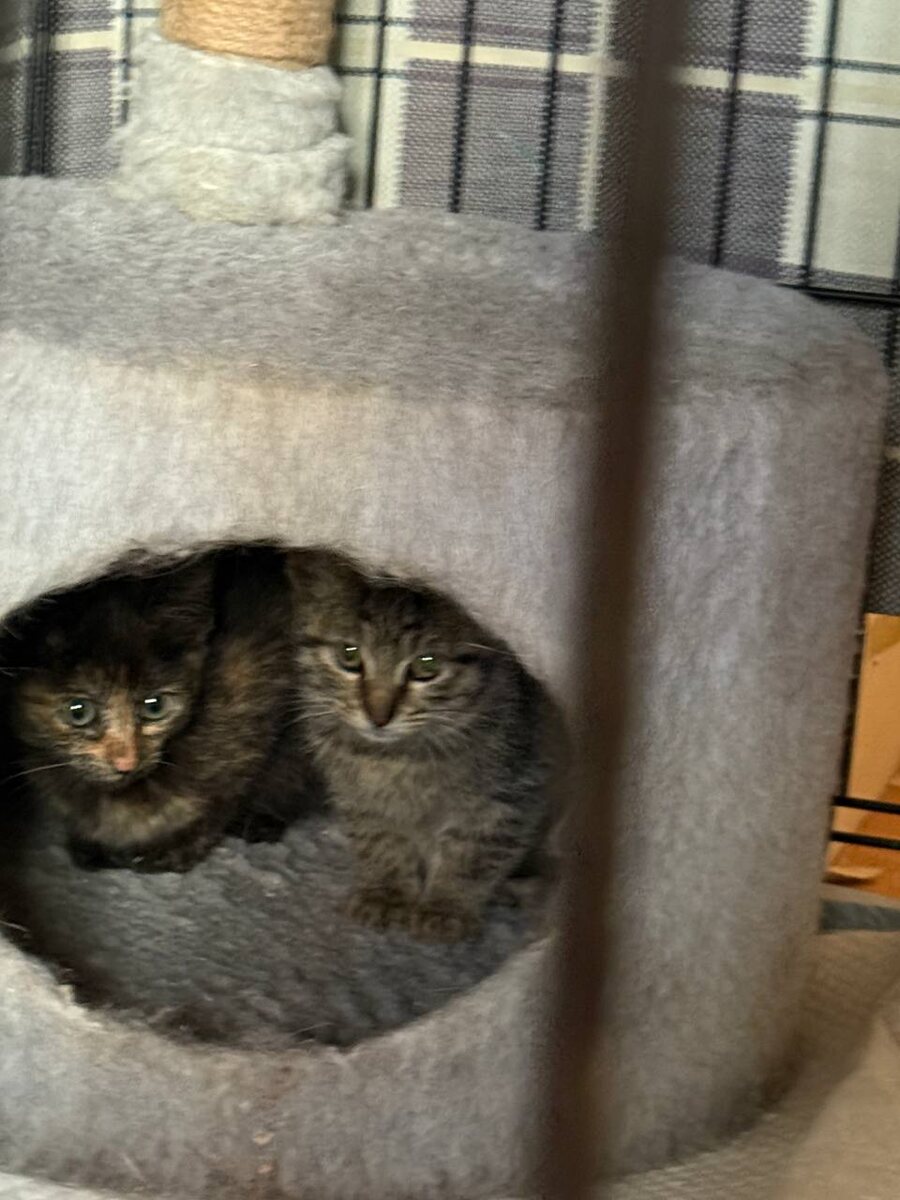 Котята из Никольского