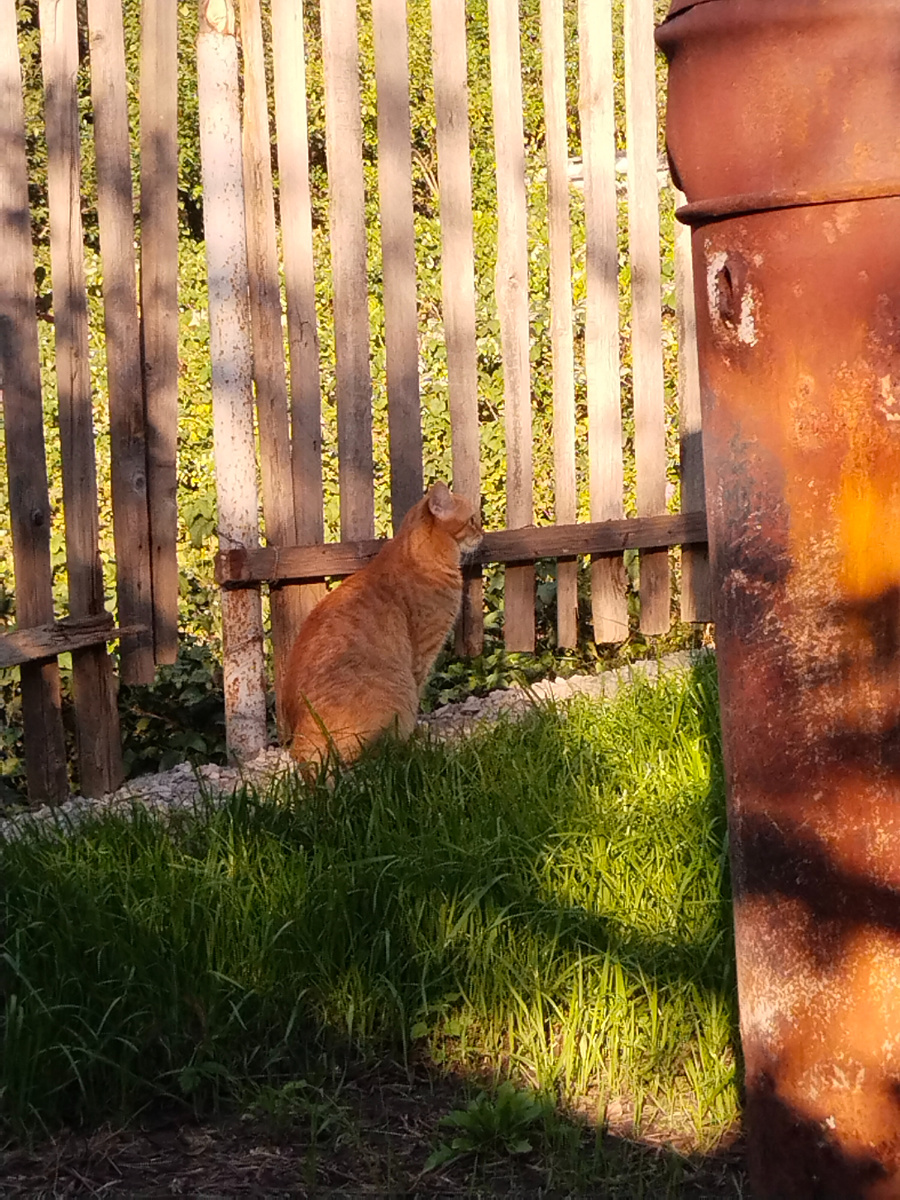 Вот эта буйная зелень - первая треть газона, уже готовая. В кадре - бочка для сжигания травы (справа), она же Крематорий, о ней ниже.