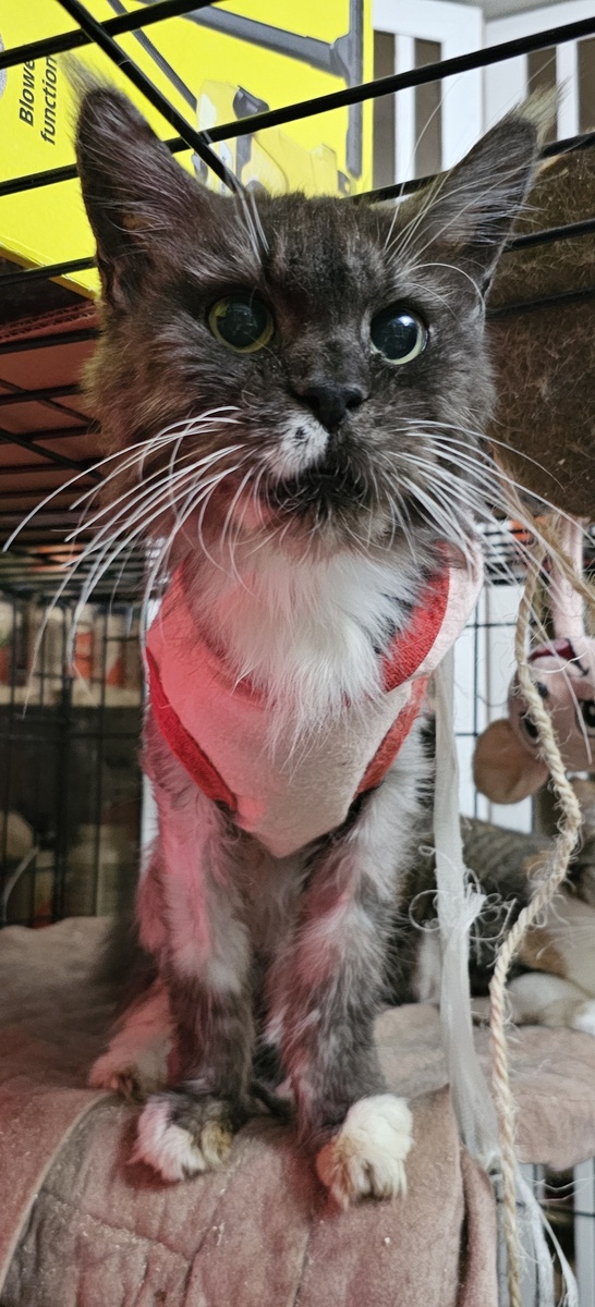 Фото автора. Соня болеет фип, оооочень нужнафинансовая помощь в покупке эсперовир.