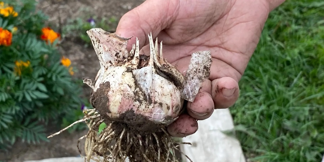 Никогда не сажайте осенью так чеснок. Урожайность будет в 10 раз больше благодаря старому советскому способу