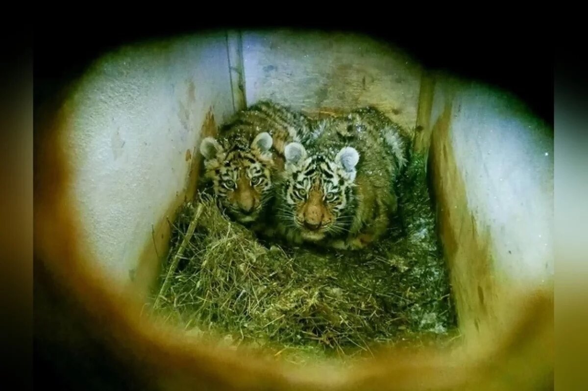    Для них строится просторный вольер в новой части комплекса «Река Замбези».