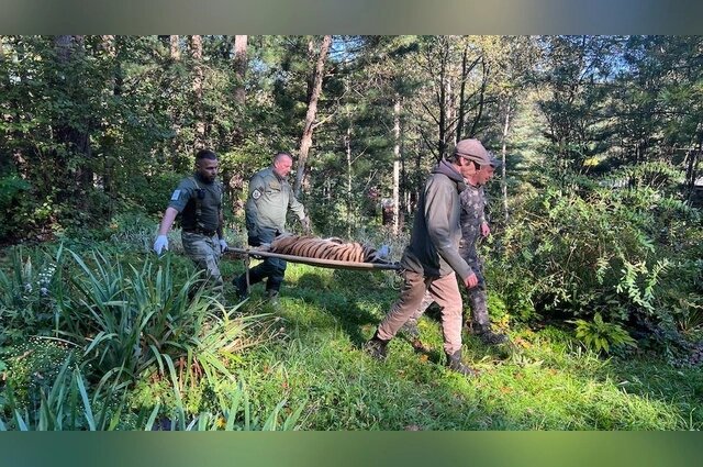    Тигры остались в дикой природе без родителей. Фото: Центр «Амурский тигр»