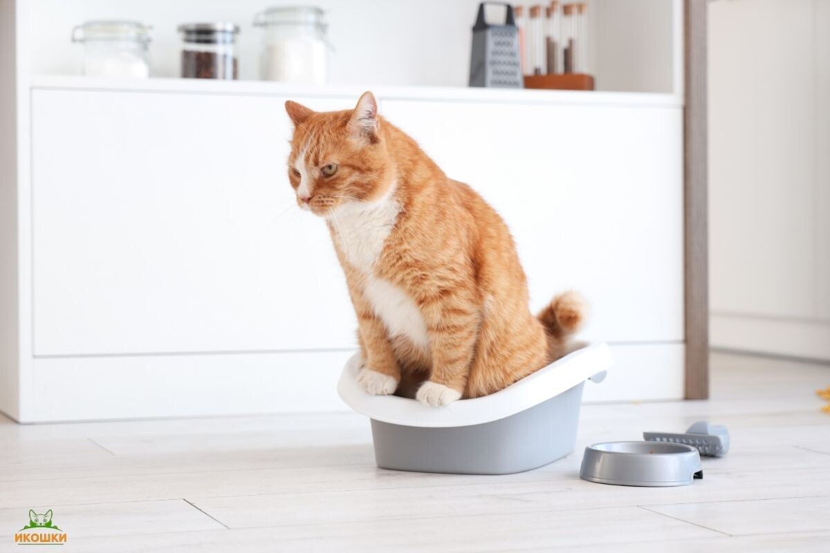 Кот в лотке 