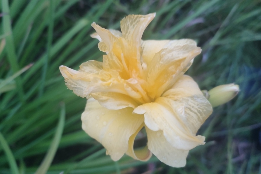 Запоздалый лилейник . Фото автора. 