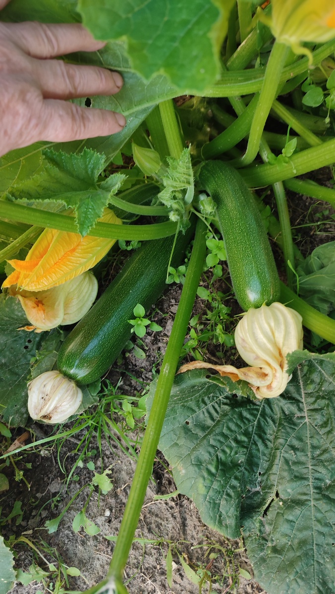 Кабачки радуют. Фото автора. 