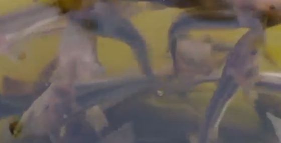     В Енисей выпустили 74 тысячи мальков стерляди