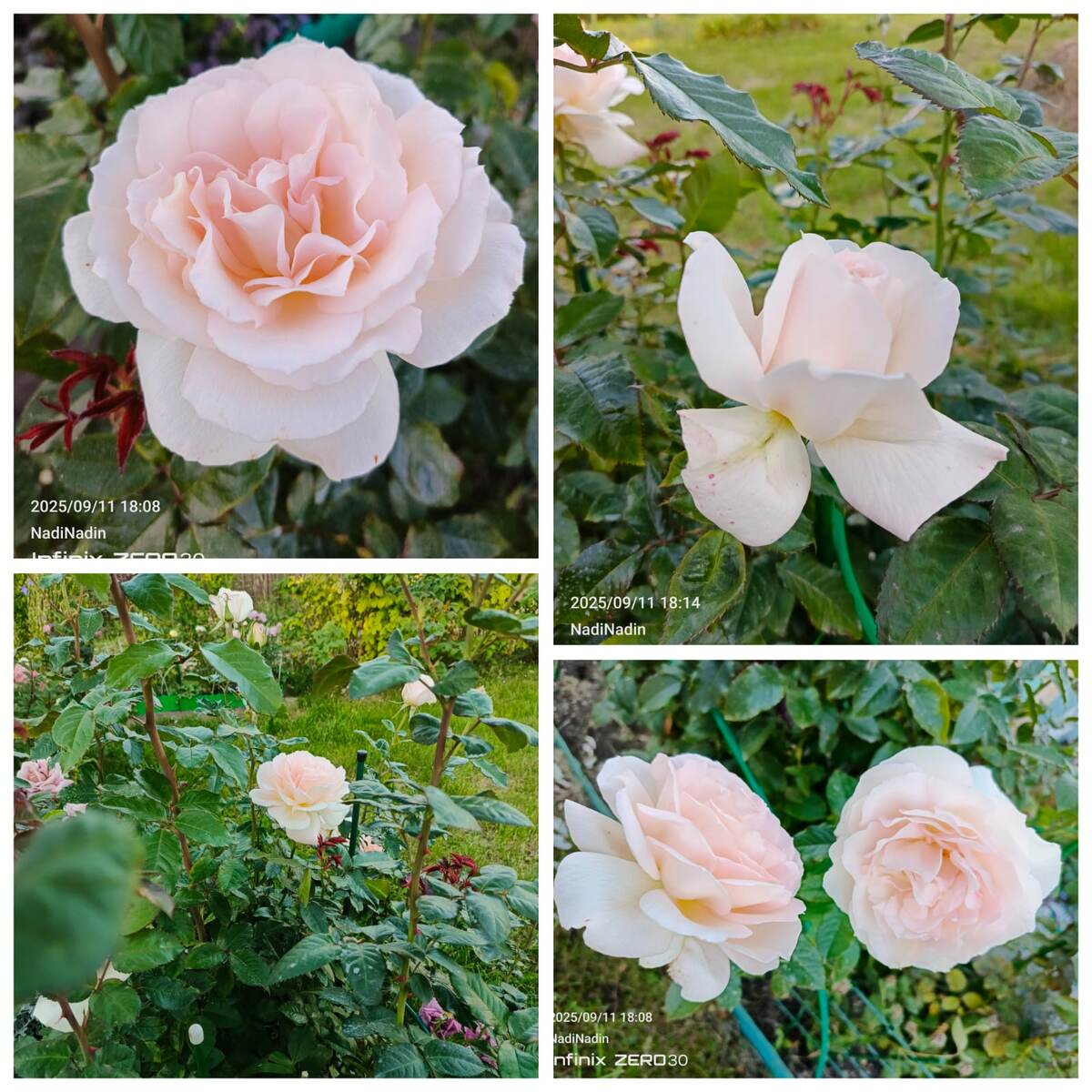 Чандос Бьюти