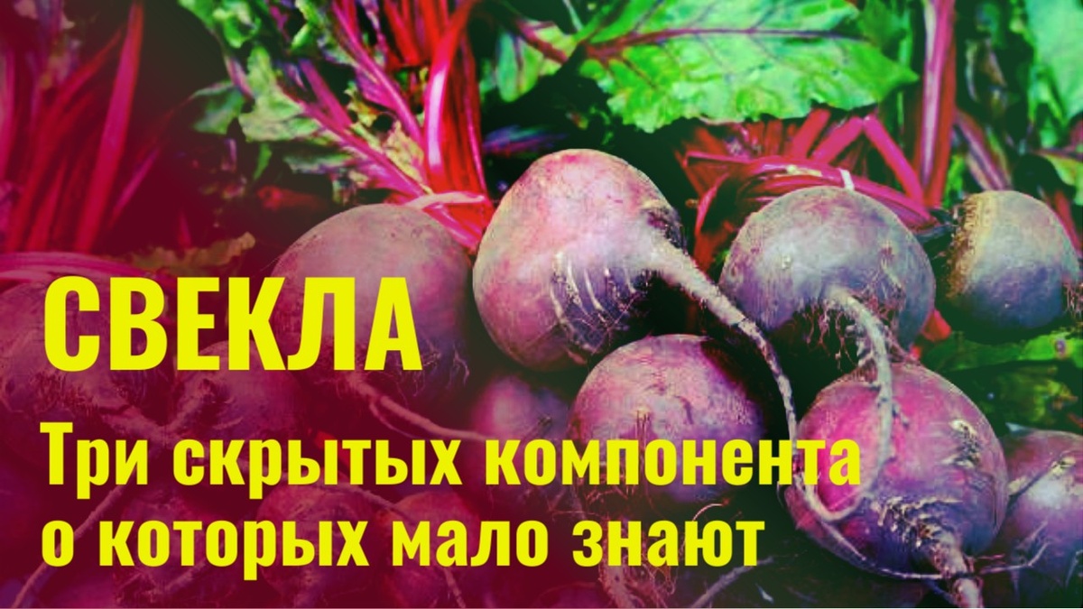 Овощ свекла.