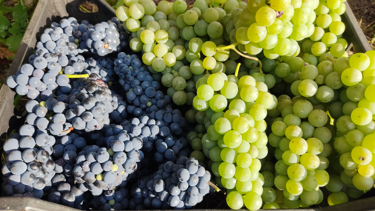 Виноград в климатических условиях Московской области созревает и накапливает сахар примерно в сентябре.