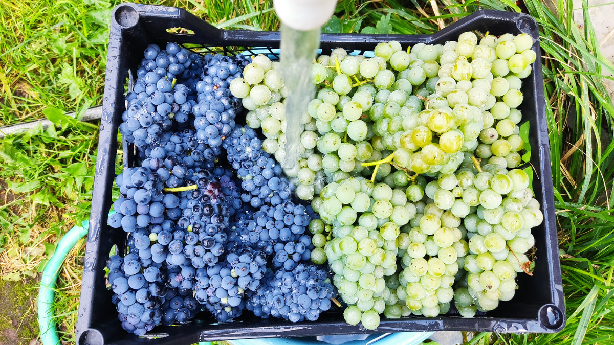 Грозди винограда хорошо промываю прямо в ящике под струей воды из скважины.