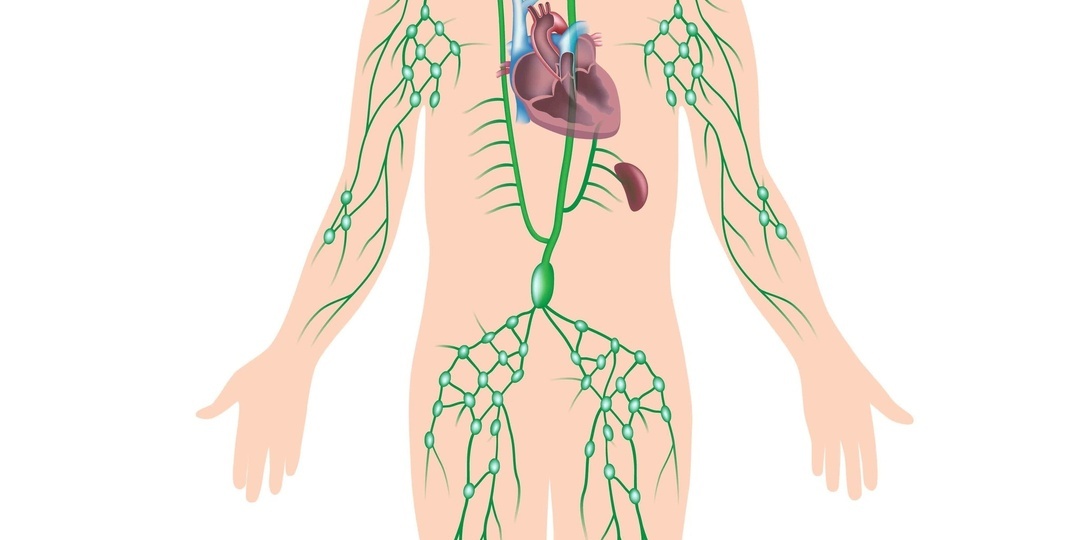 Лимфа — тайный помощник вашего тела, о котором никто не говорит (и почему вы должны начать слушать её)