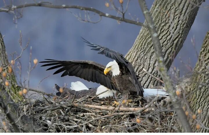 История орлов уходит корнями в древность часть 8.