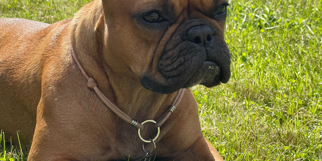 Дубна pet-friendly: отдых с французским бульдогом и ночёвка в Веретьево