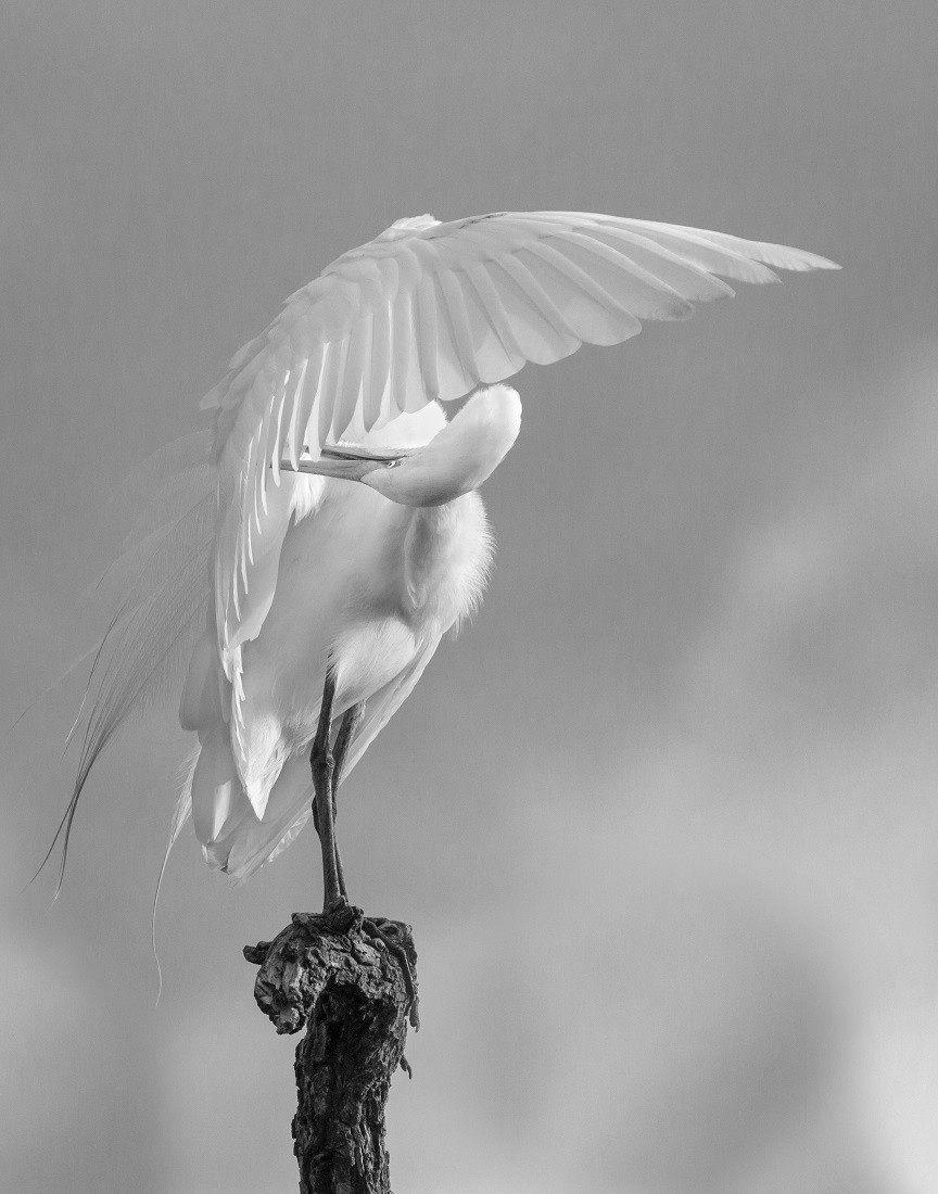 фото Кэролайн Пеппиатт