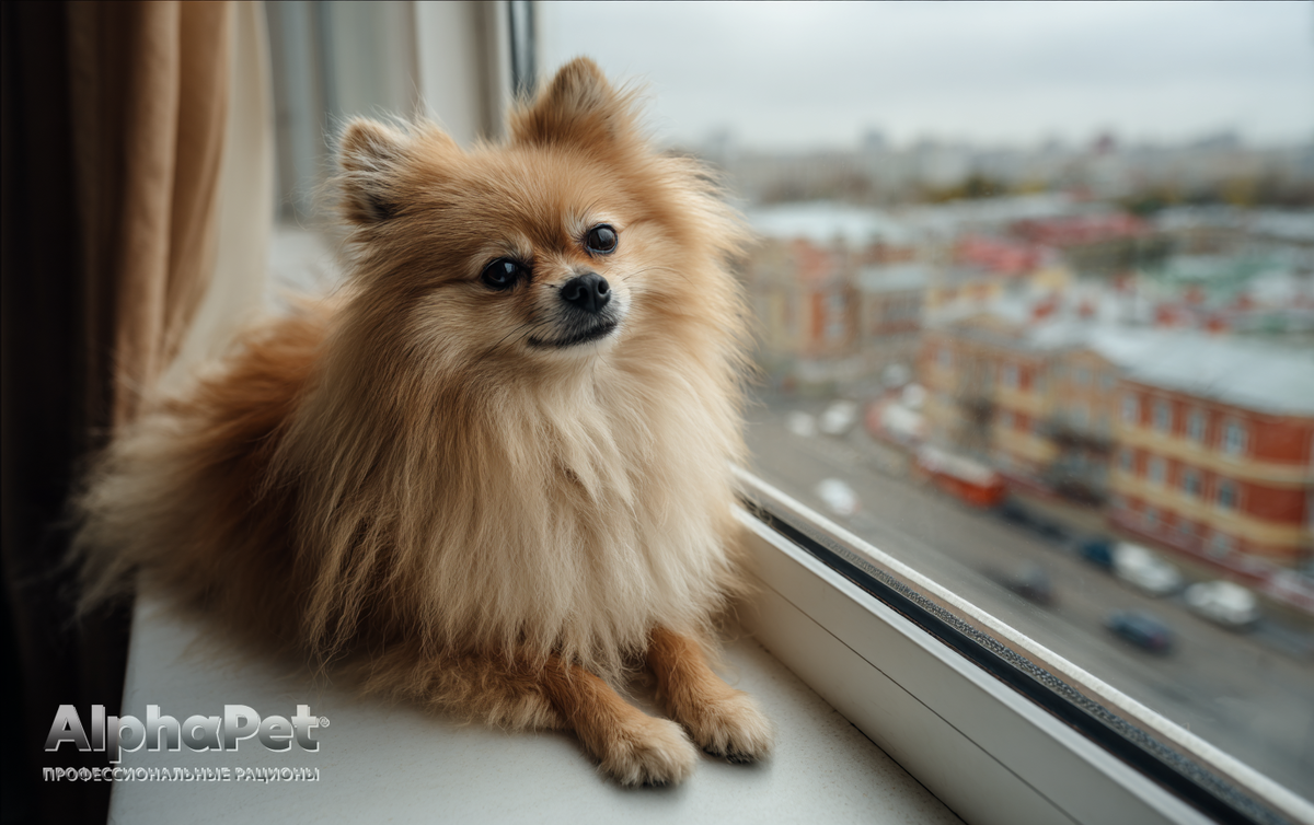 Немецкий шпиц / Изображение: AlphaPet