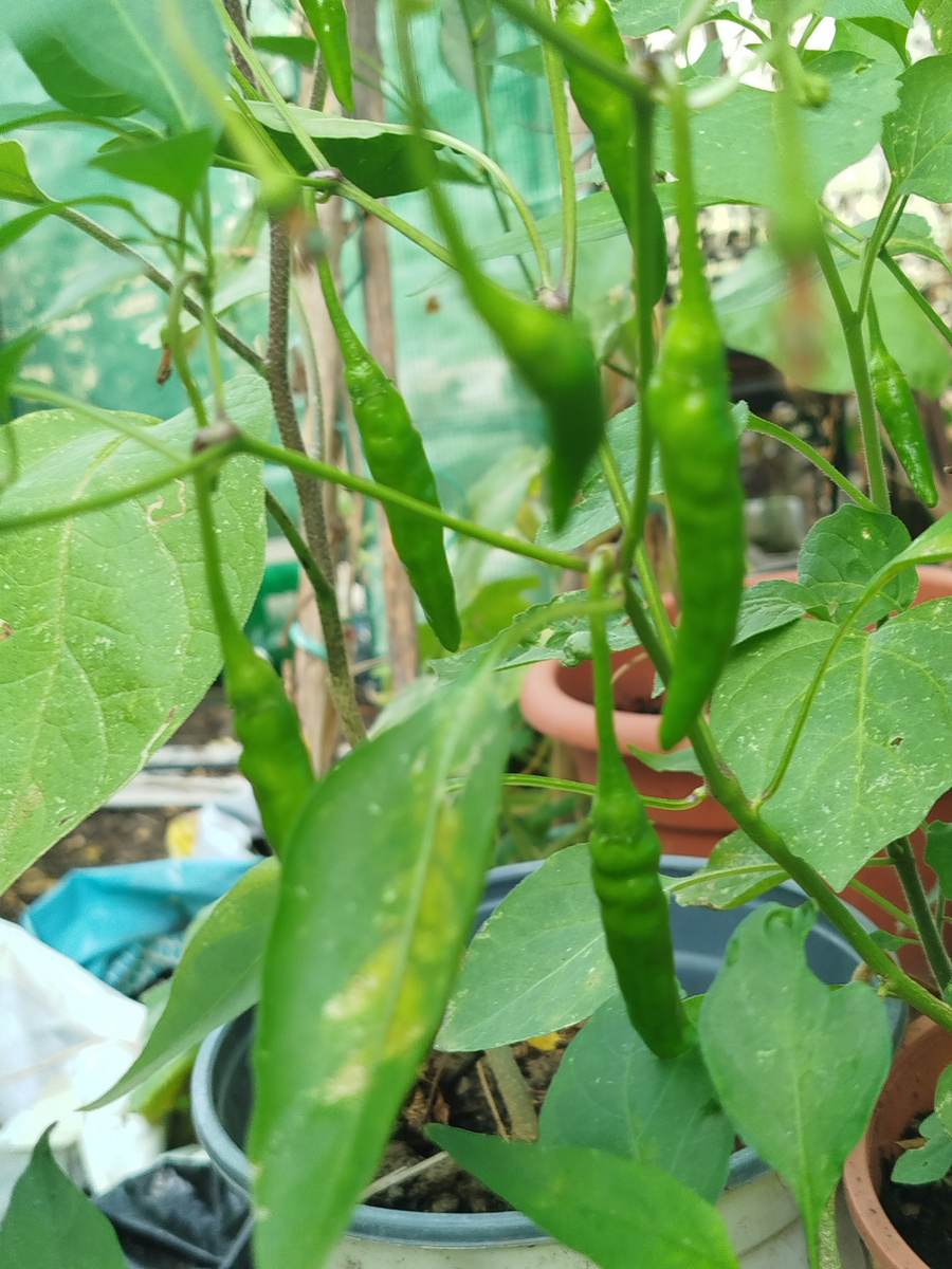 Фото автора. Острый кайенский перец.