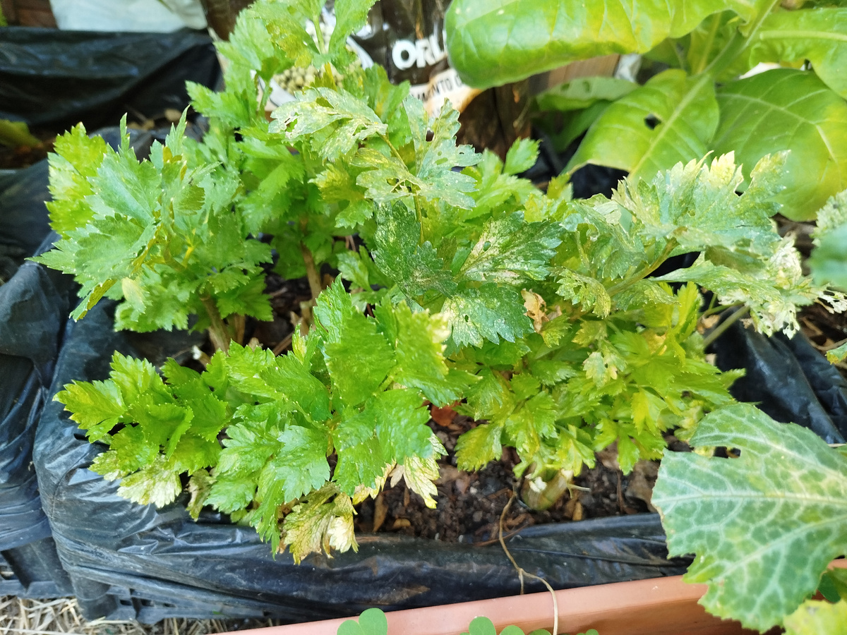 Фото автора. Листья сельдерея всё равно обгорают на солнце.