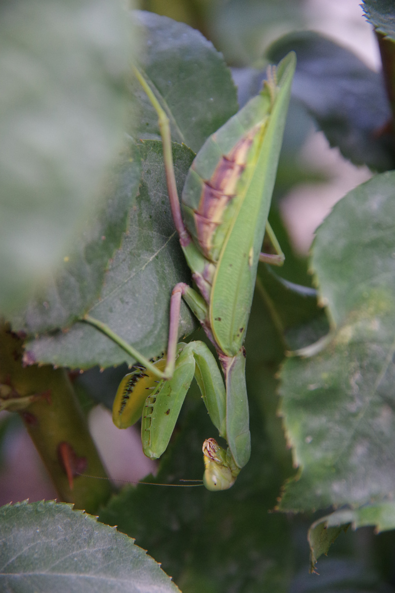 Богомол. Фото автора