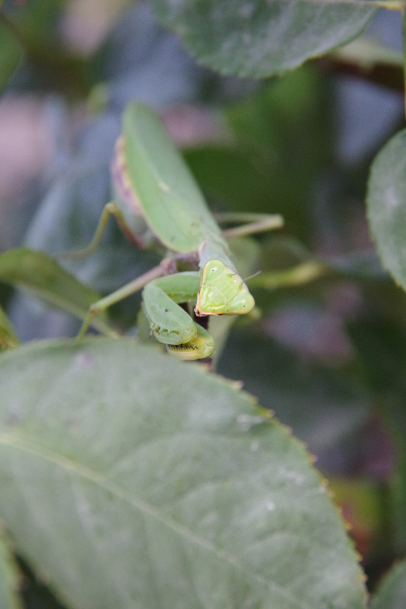 Богомол. Фото автора