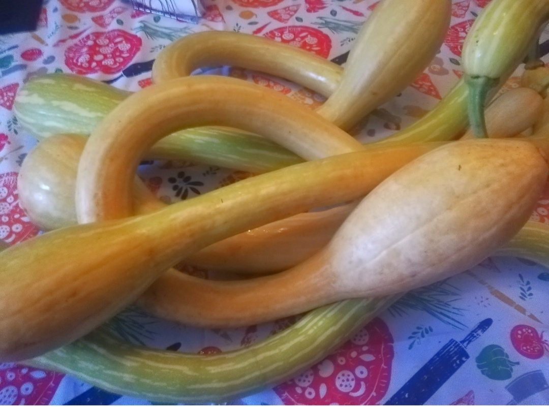 Фото автора. Мой гибрид на базе мускатной тыквы "Tromboncino". Урожай 2024г.