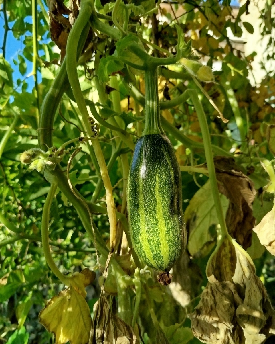 Фото автора. Гибрид, который скорее всего уже сорт. В этом году показал, что все признаки наследуются.