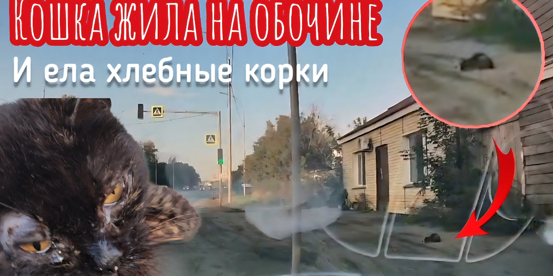 Мы ехали с работы в приют и на обочине увидели её 😭