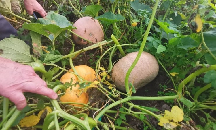    Фото: Лукьянов Дмитрий, AgroXXI.ru