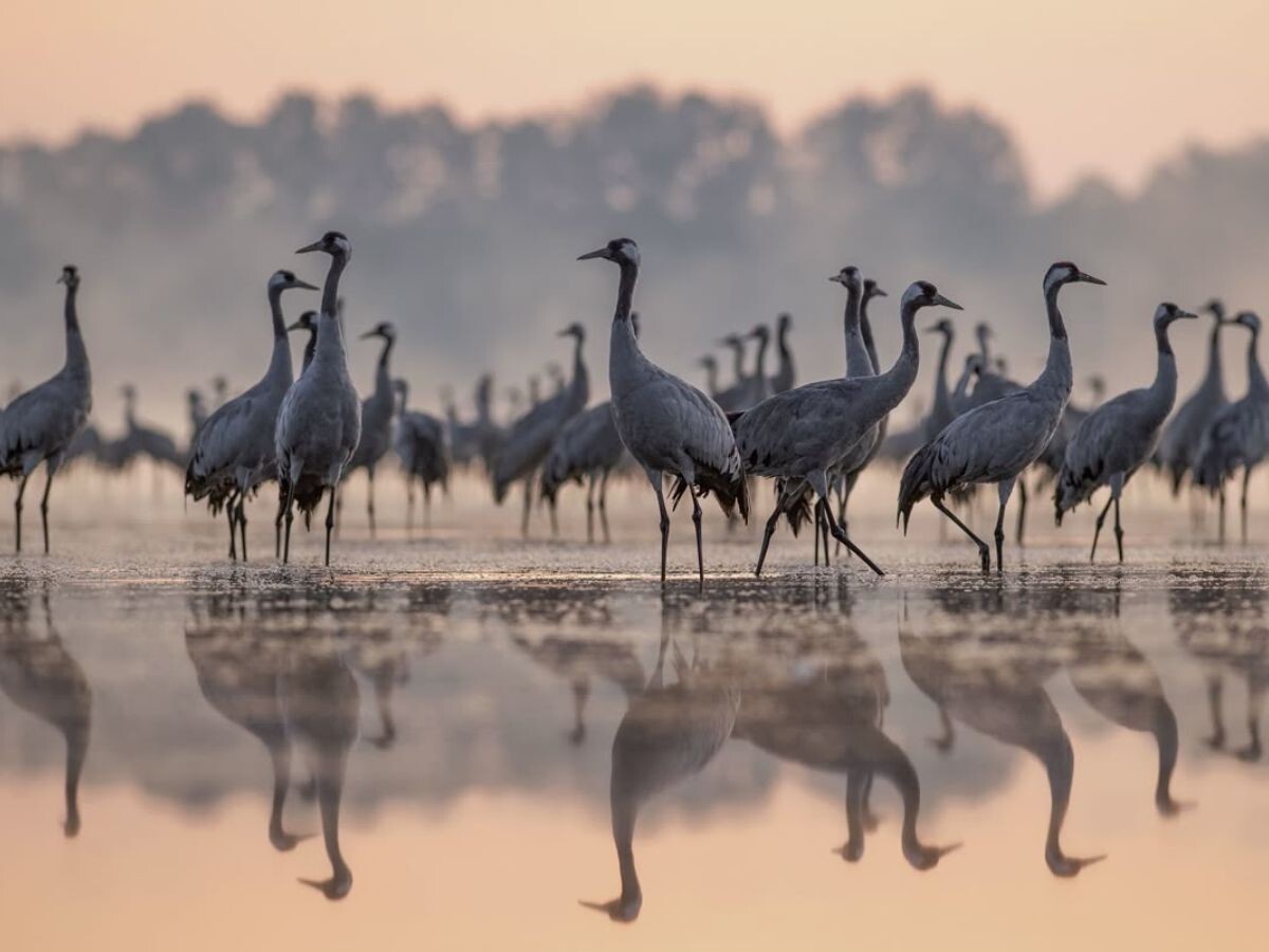    Иллюстрация их открытых источников Адпачынак BY