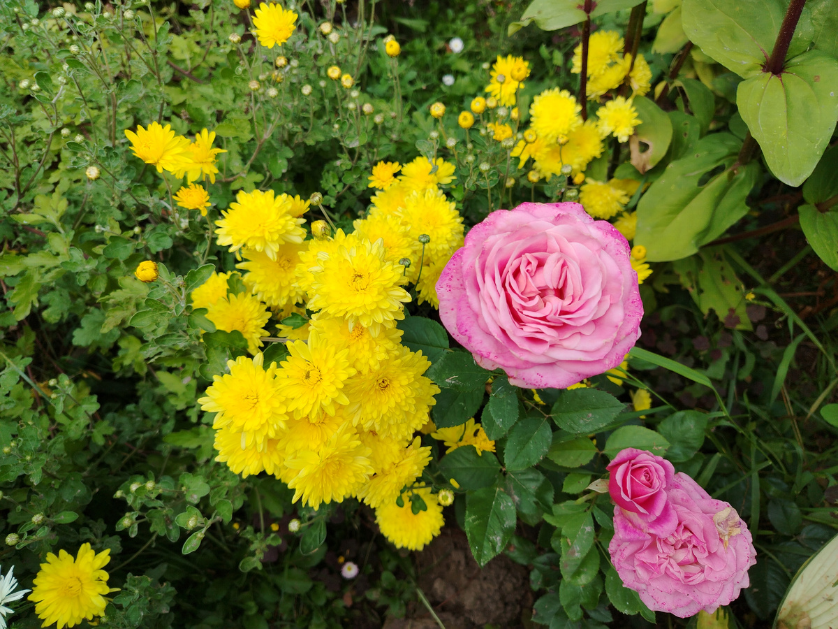 Осень - время цветения хризантем