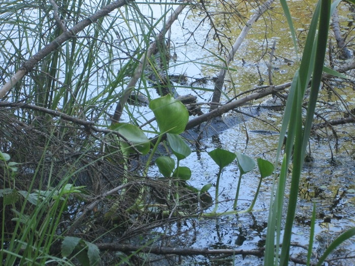 На берегу озера (фото из архива автора)