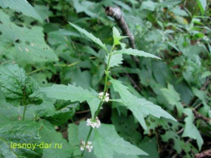 Зюзник европейский (фото с блога "Лесная кладовая")