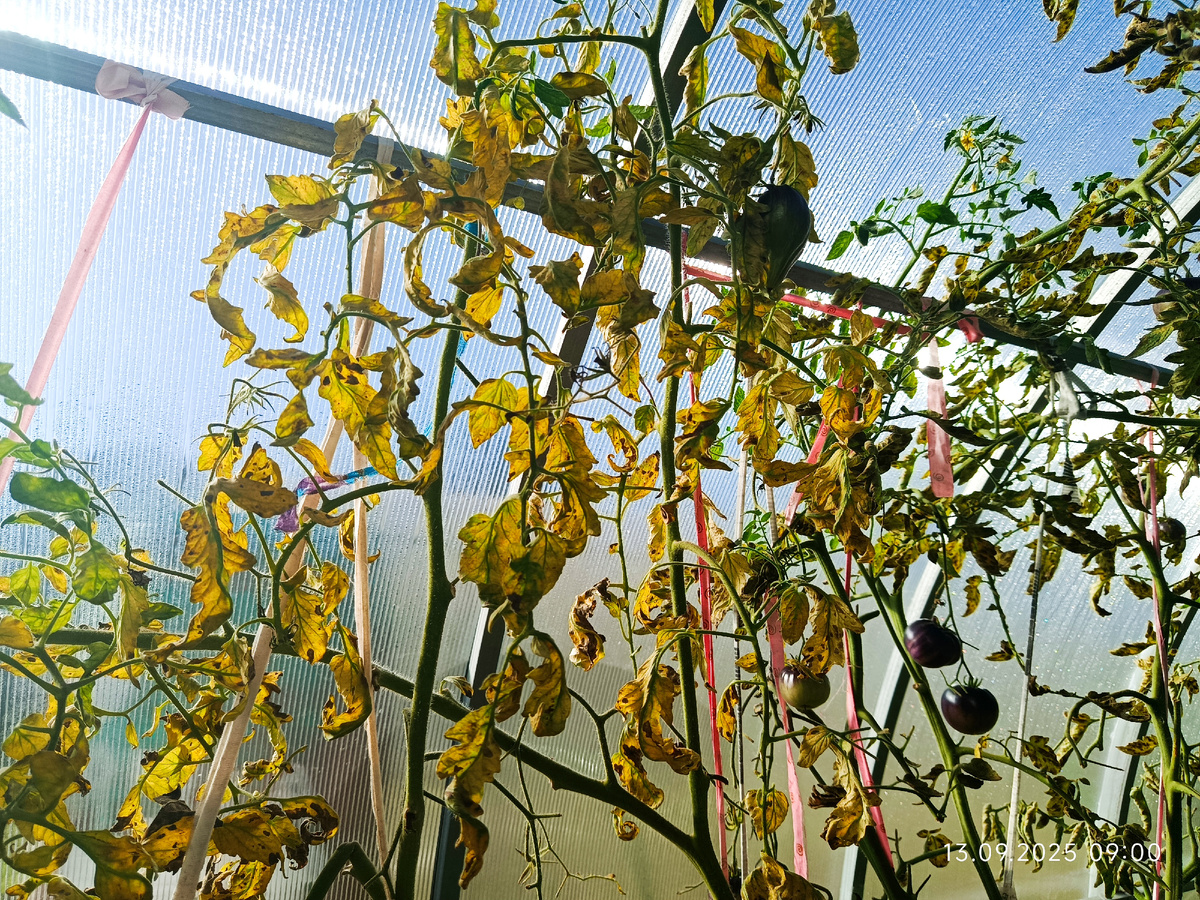 Это не на солнце так просвечивается, это результат кладика. Слева зеленые листья у Коготь кабана