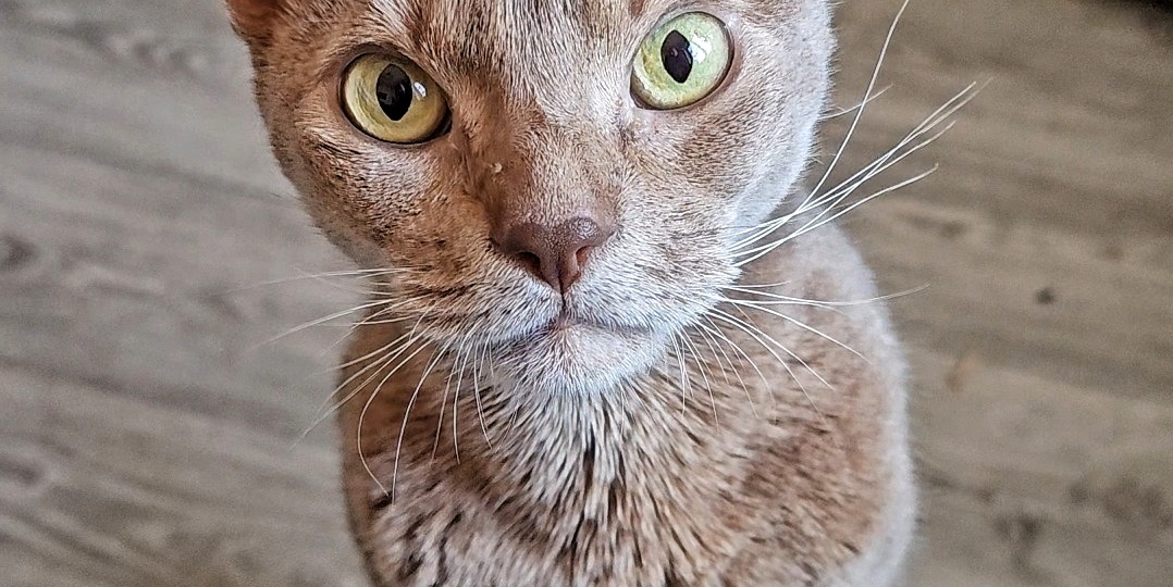 Как кошки говорят своим хозяевам, что любят их. Кошачье искусство любить молча