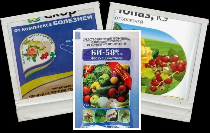 Комплексный удар по вредителям и болезням. 