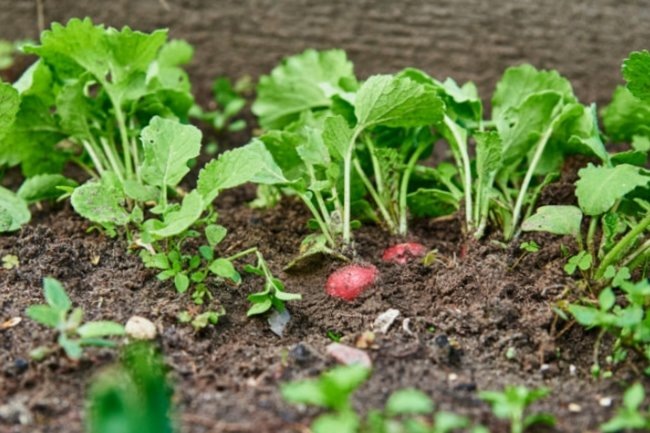    Редис, урожай