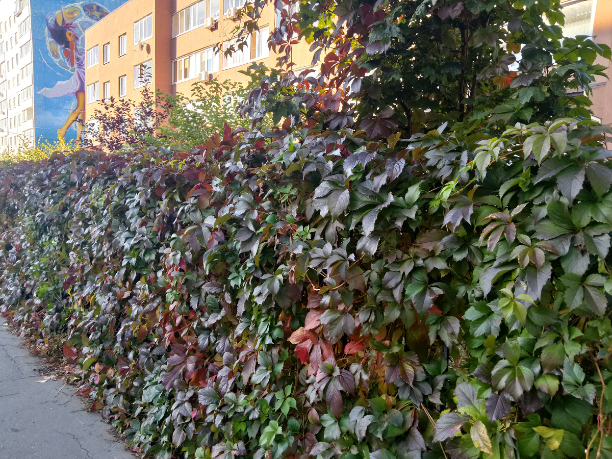 Фото автора, красота у дома