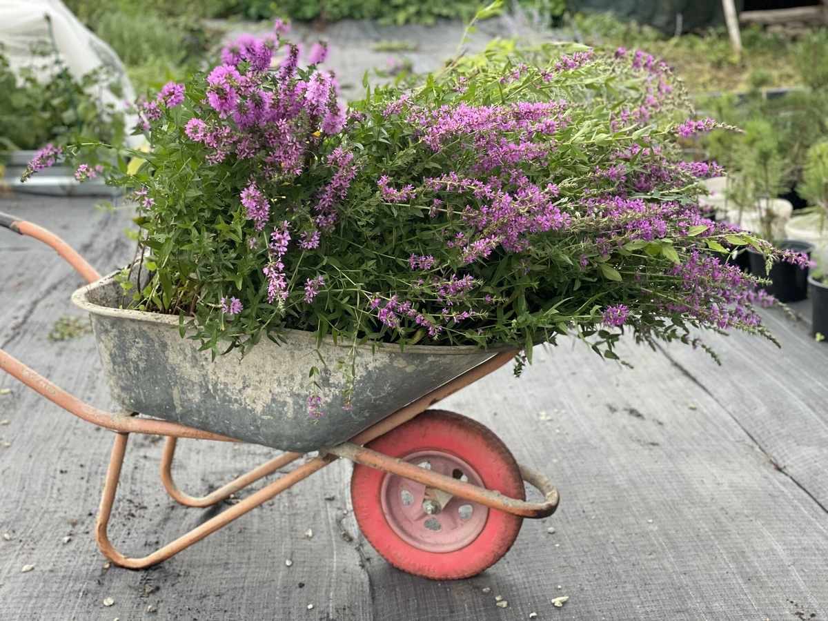 Автор фото Елена Якимова / Greenfingers