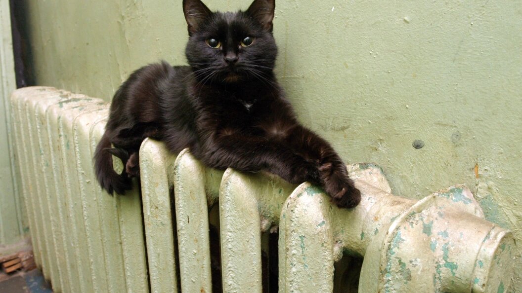    Фото: Zamir Usmanov/Global Look Press