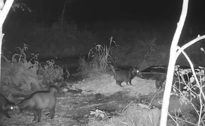    © Telegram-канал «Охотнадзор 47»