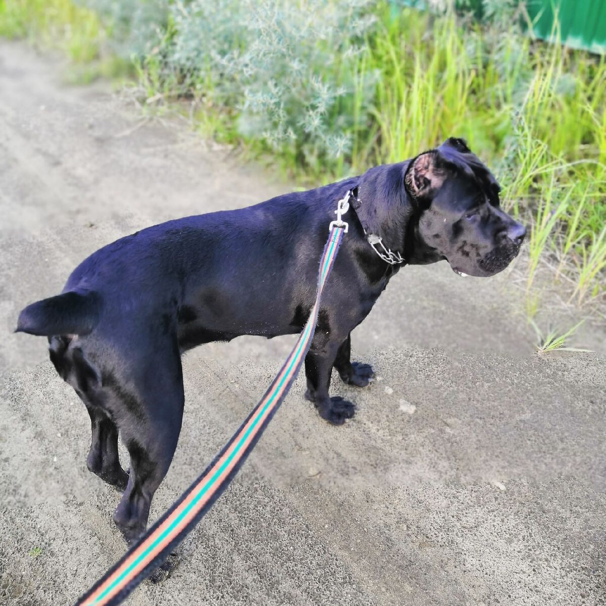 Кане корсо гуляем на даче