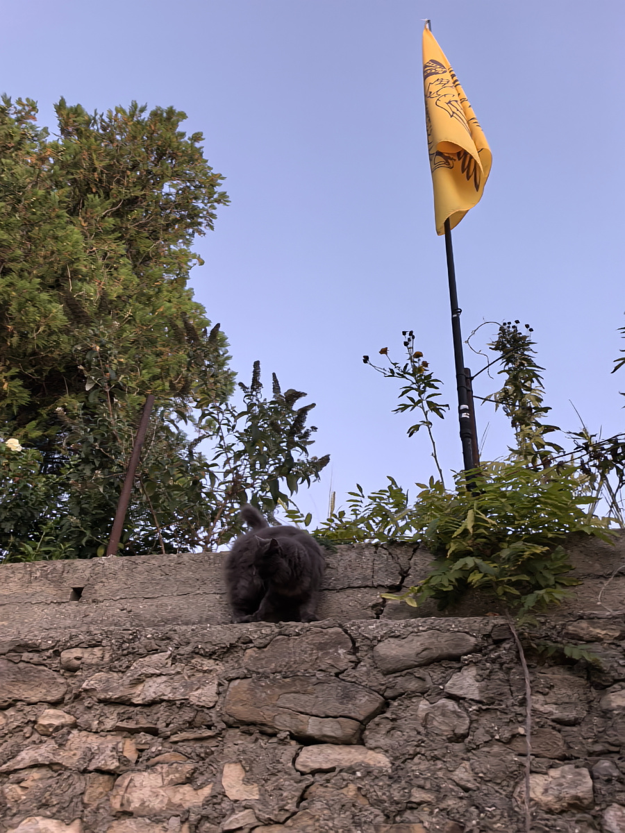 Киса пришла на подъем флага