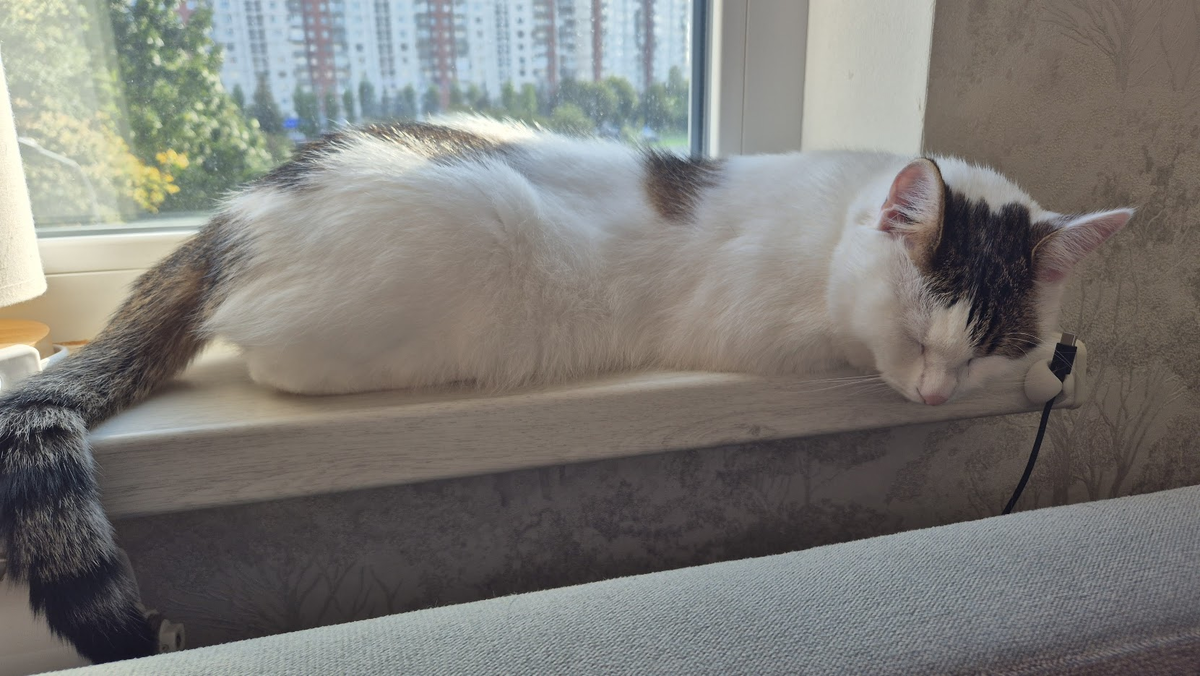 Не знаю, что ещё сюда поставить, кроме котика