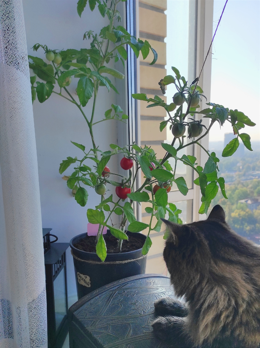 Эй ты, зелёный, да что ж ты так долго краснеешь