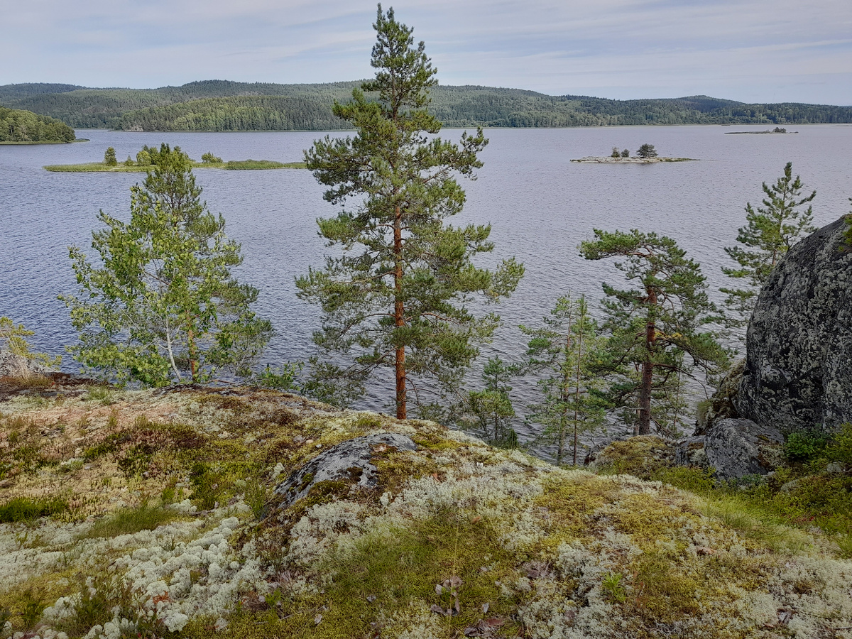 В Ладожских шхерах, где больше 16 тысяч островов, а глубины по 100 метров, может спрятаться целая стая гигантских водных чудовищ.