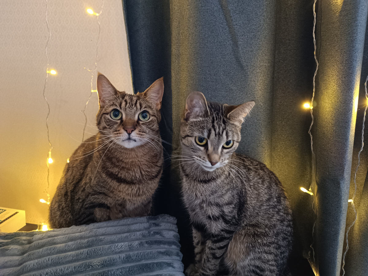 А вот и наша сладкая парочка.